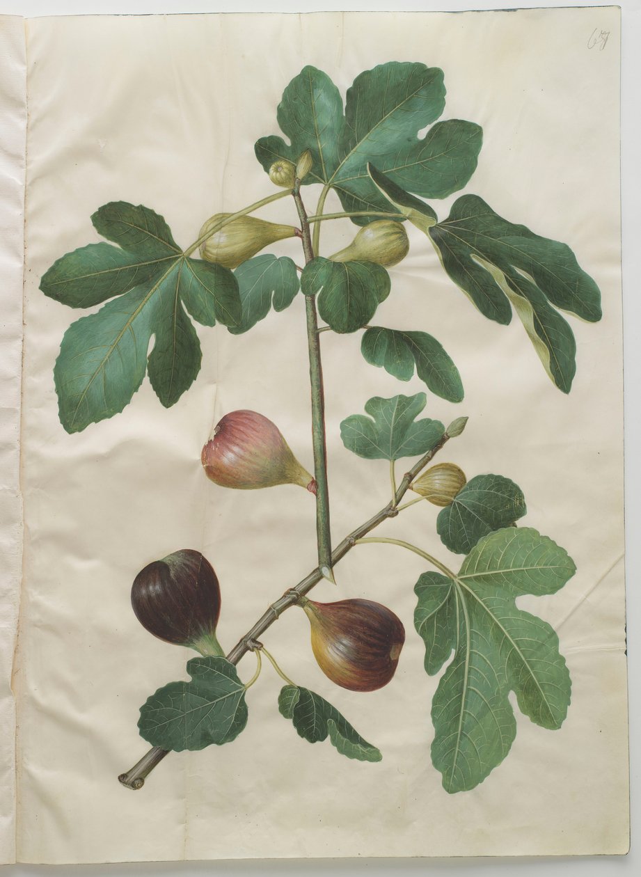 Ficus carica albumilta Gottorfer Codex, n. 1650 (guassi pergamentilla) tekijältä Hans Simon Holtzbecher