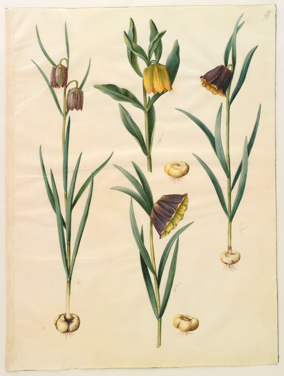 Fritillaria meleagris albumilta Gottorf Codex, n. 1650 (guassi pergamentilla) tekijältä Hans Simon Holtzbecher