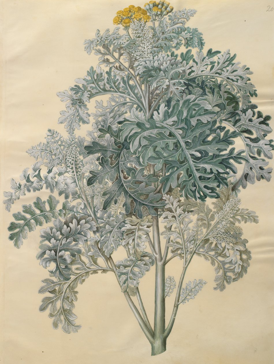 Jacobaea maritima albumilta Gottorfer Codex, n. 1650 (guassi pergamentilla) tekijältä Hans Simon Holtzbecher