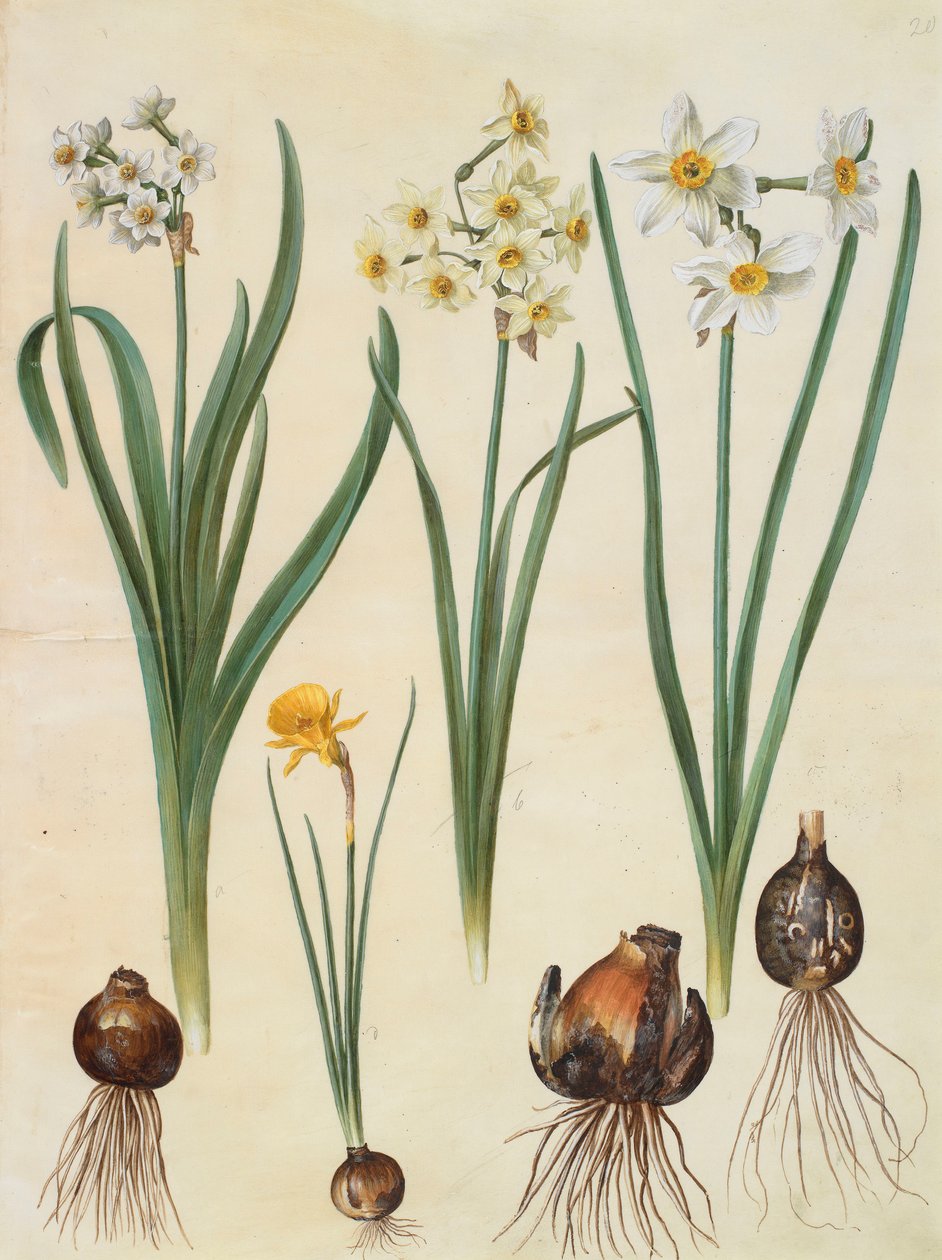Narcissus tazetta, narcissus orientalis ja corbularia bulbocodium albumista Gottorfer Codex, n. 1650 (guassi pergamentilla) tekijältä Hans Simon Holtzbecher