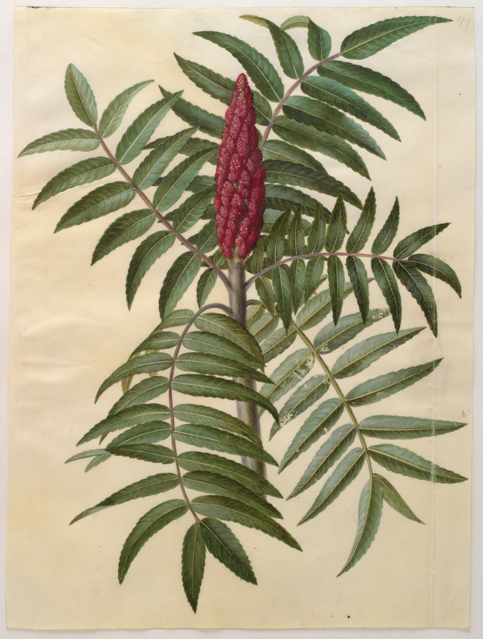 Rhus typhina albumilta Gottorfer Codex, n.1650 (guassi pergamentilla) tekijältä Hans Simon Holtzbecher