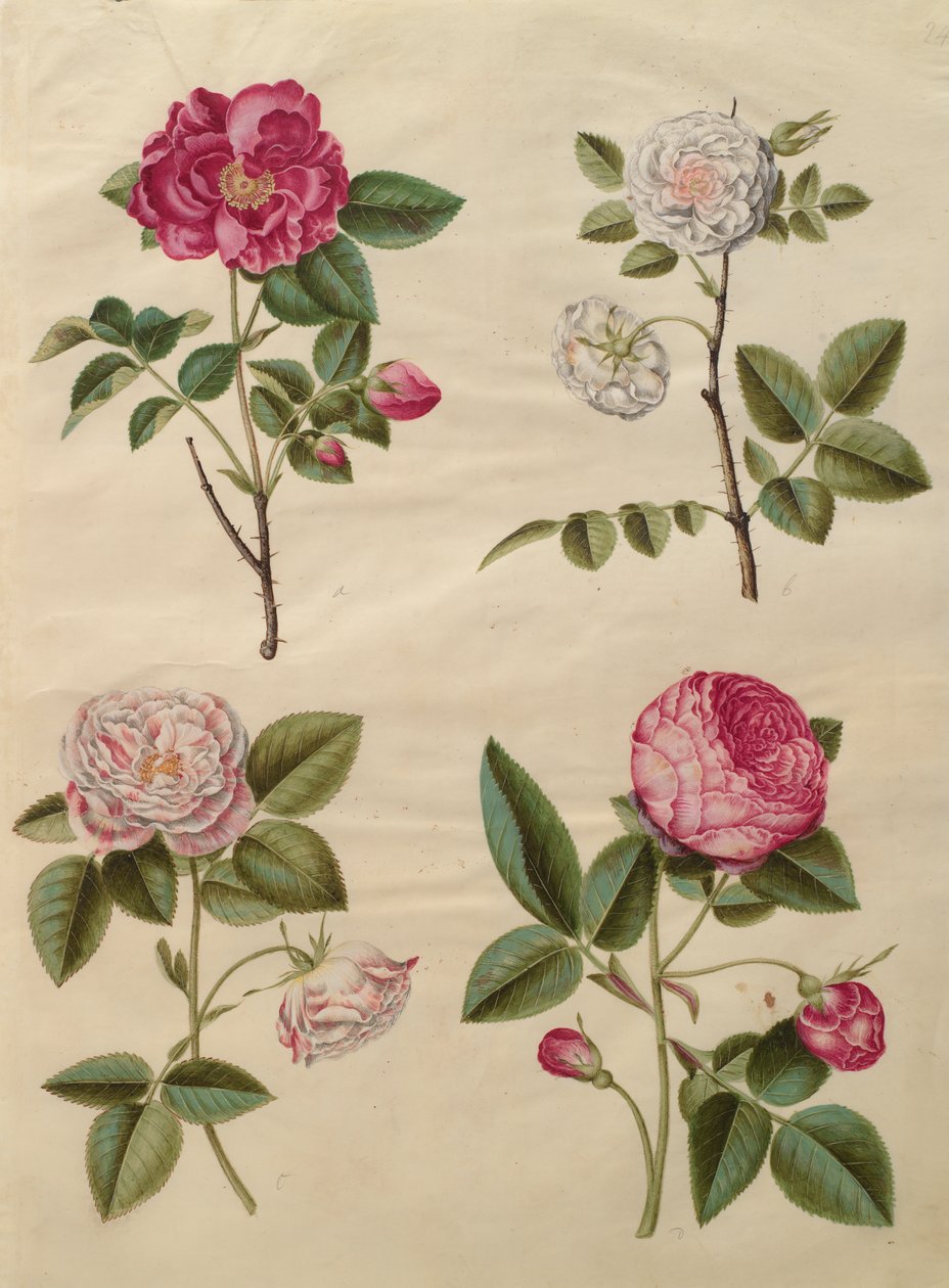 Rosa gallica albumilta Gottorfer Codex, n.1650 (guassi pergamentilla) tekijältä Hans Simon Holtzbecher
