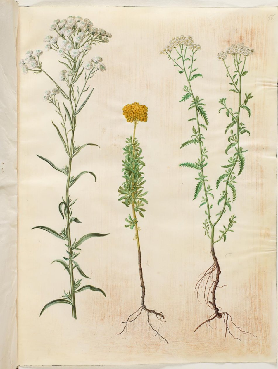 Achillea ptarmica (hopeanappula); Achillea ageratum (balsami siankärsämö); Achillea millefolium (siankärsämö) tekijältä Hans Simon Holtzbecker