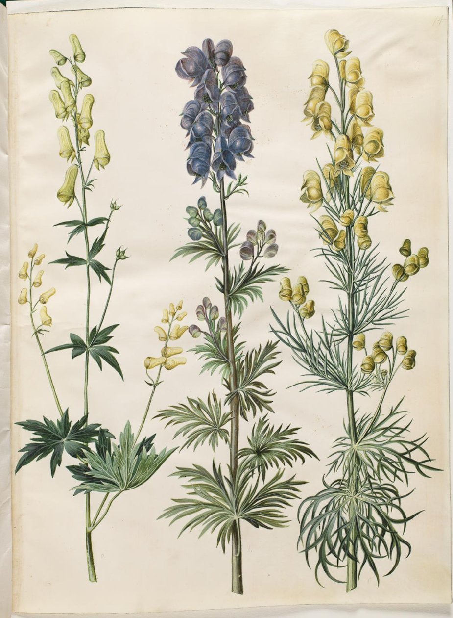 Aconitum lycoctonum (nordisk stormhat); Aconite napellus (Ægte stormhat); Aconite anthora (finbladet stormhat) tekijältä Hans Simon Holtzbecker