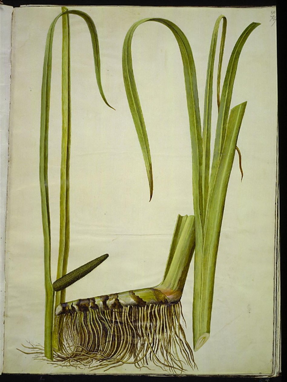 Acorus kalmus (almindelig kalmus) tekijältä Hans Simon Holtzbecker