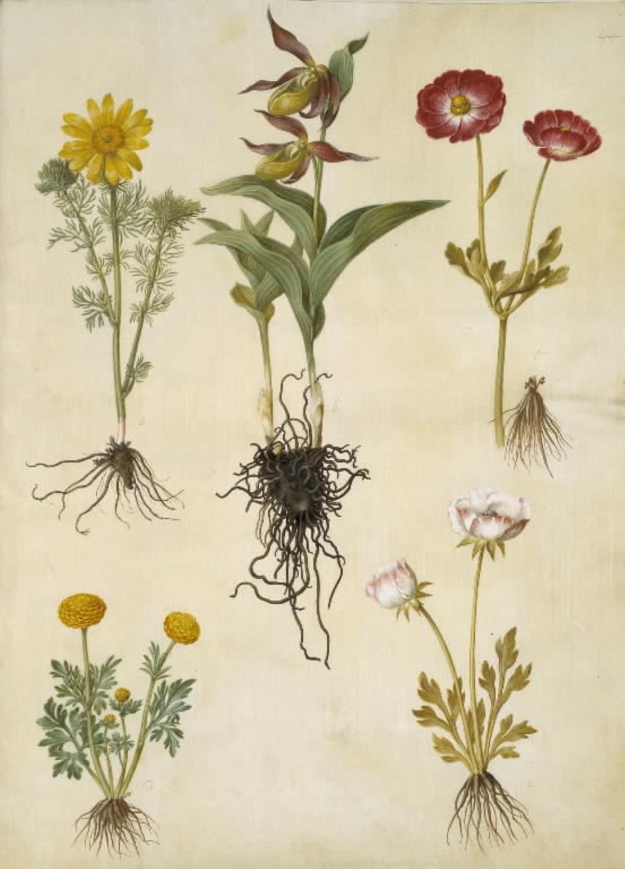 Kevät Adonis (vår-adonis); Cypripedium calceolus (stor fruesko); Aasialainen ranunculus (have-ranunkel); Buttercup (art af ranunkel) tekijältä Hans Simon Holtzbecker