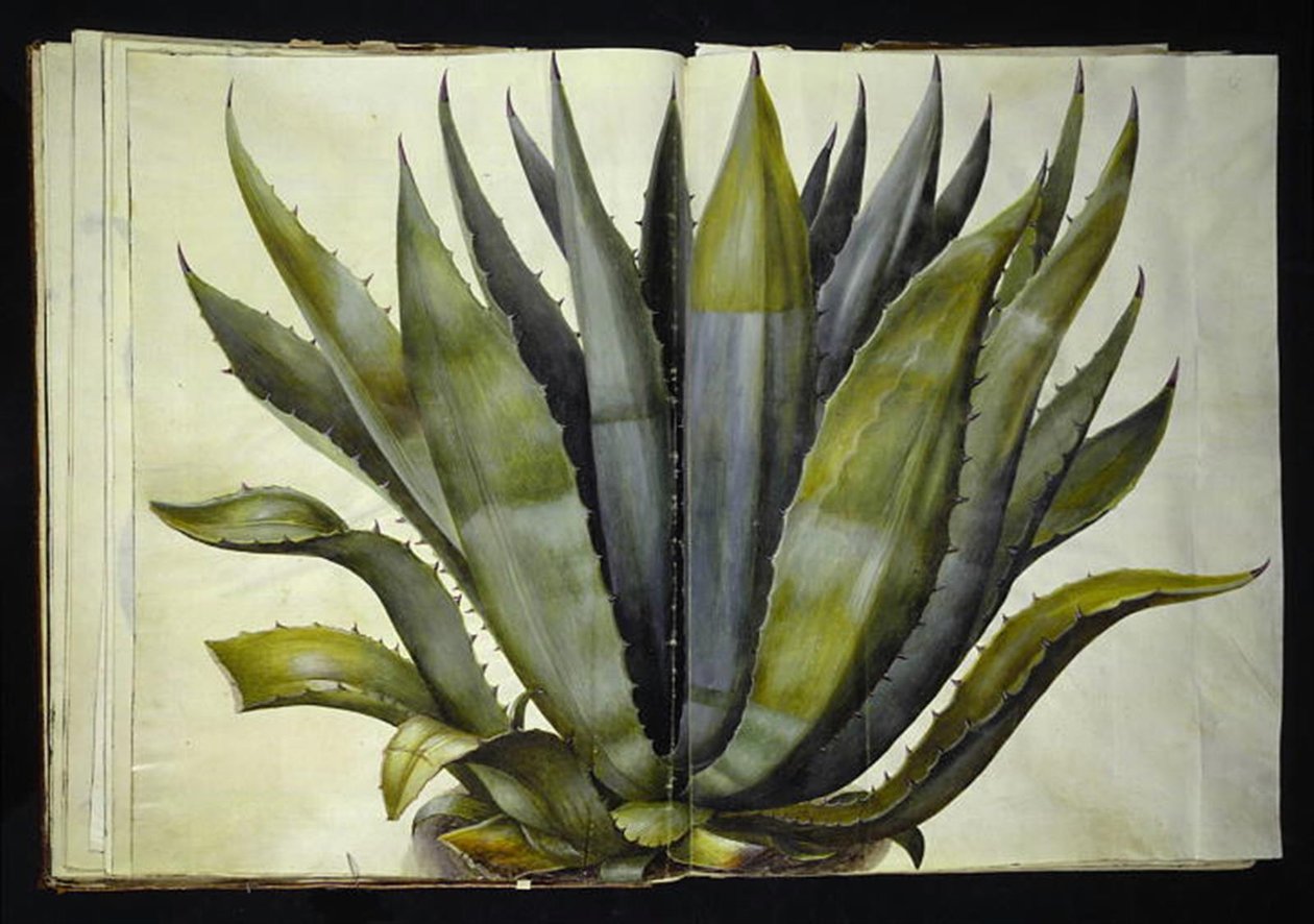 Agave americana (yleinen agave) tekijältä Hans Simon Holtzbecker