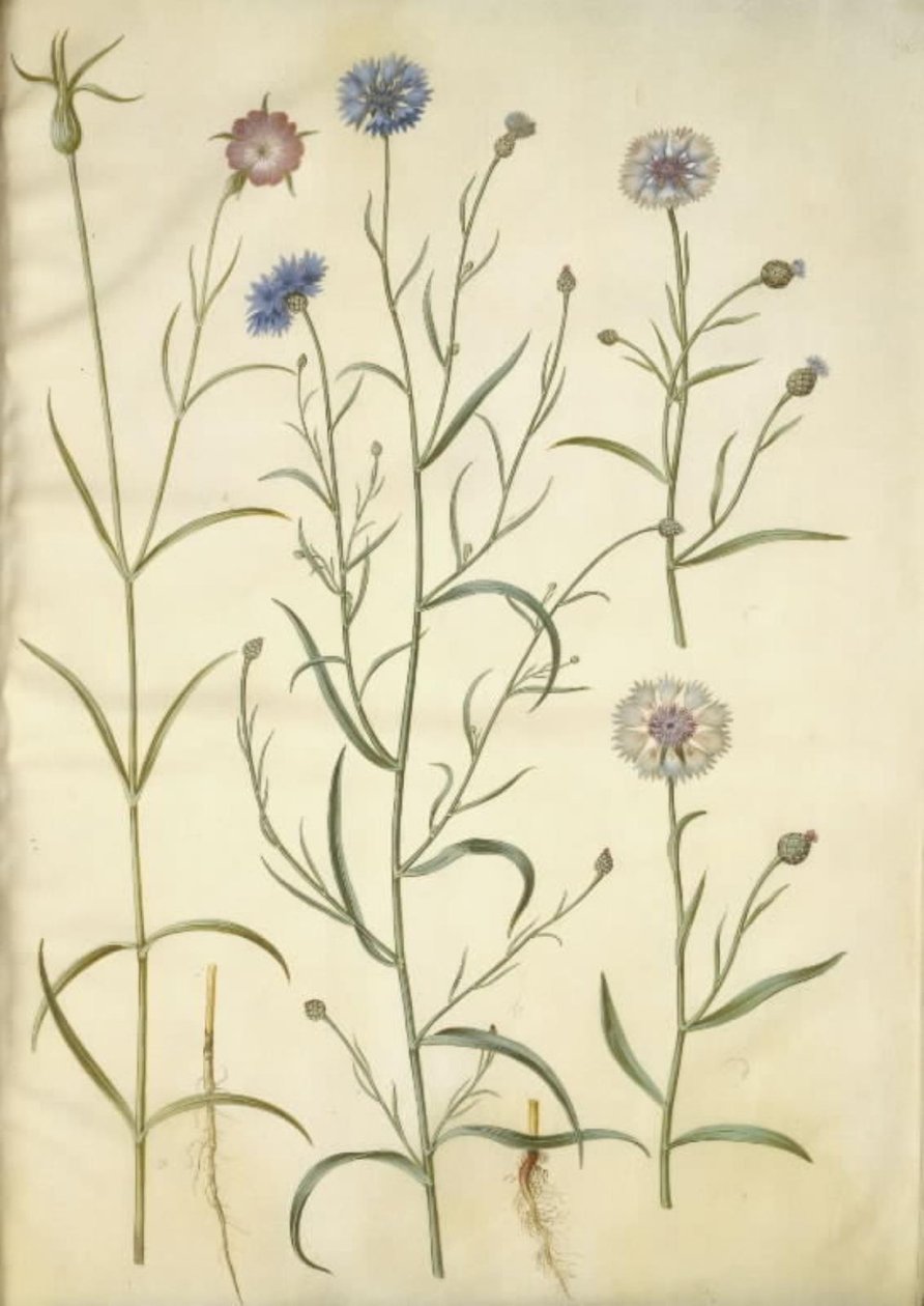 Agrostemma githago (tavallinen kivi); Centaurea cyanus (ruiskukka) tekijältä Hans Simon Holtzbecker