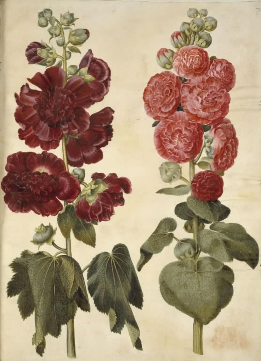 Alcea rosea (have-stokrose) tekijältä Hans Simon Holtzbecker