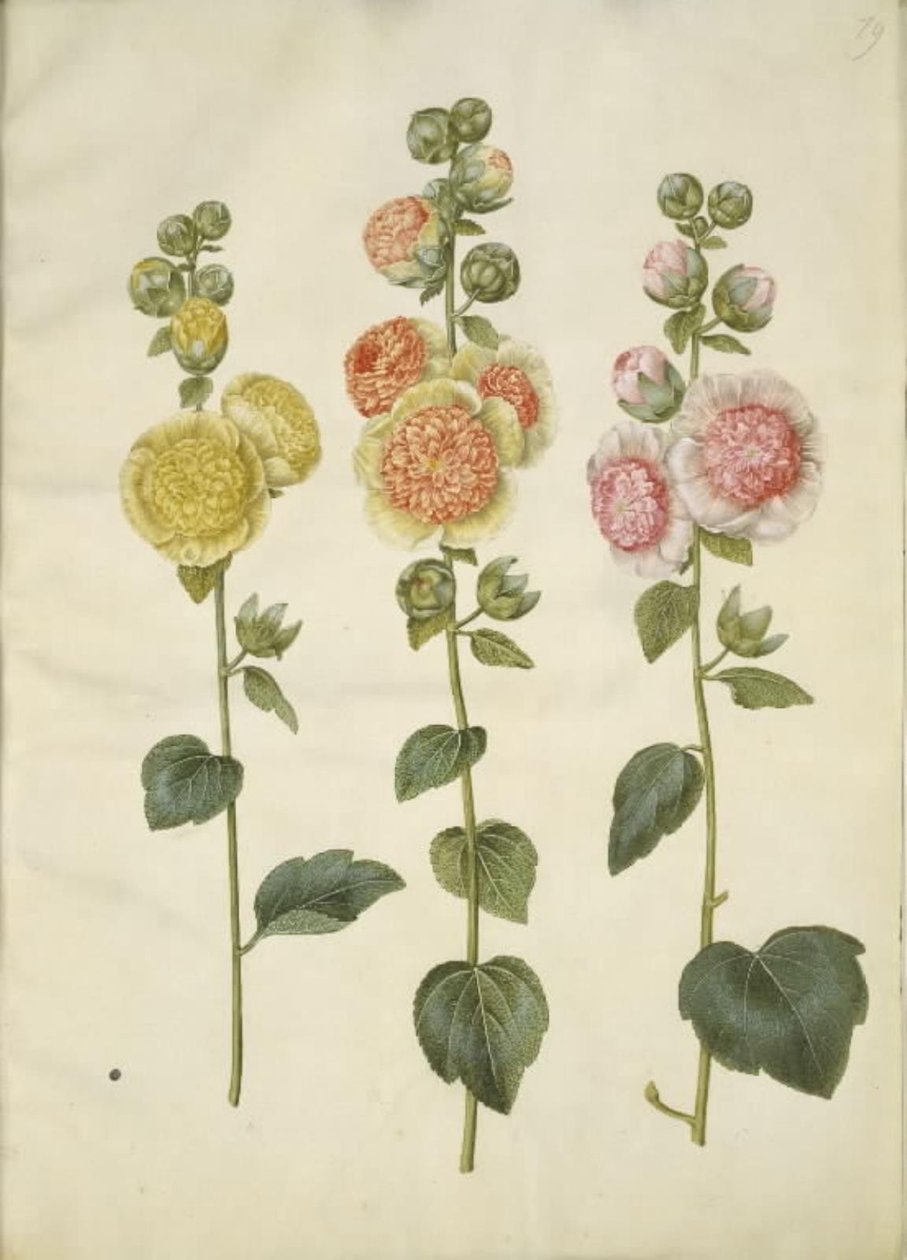 Alcea rosea (have-stokrose) tekijältä Hans Simon Holtzbecker
