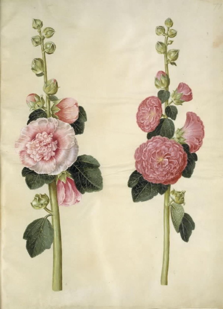 Alcea rosea (have-stokrose) tekijältä Hans Simon Holtzbecker