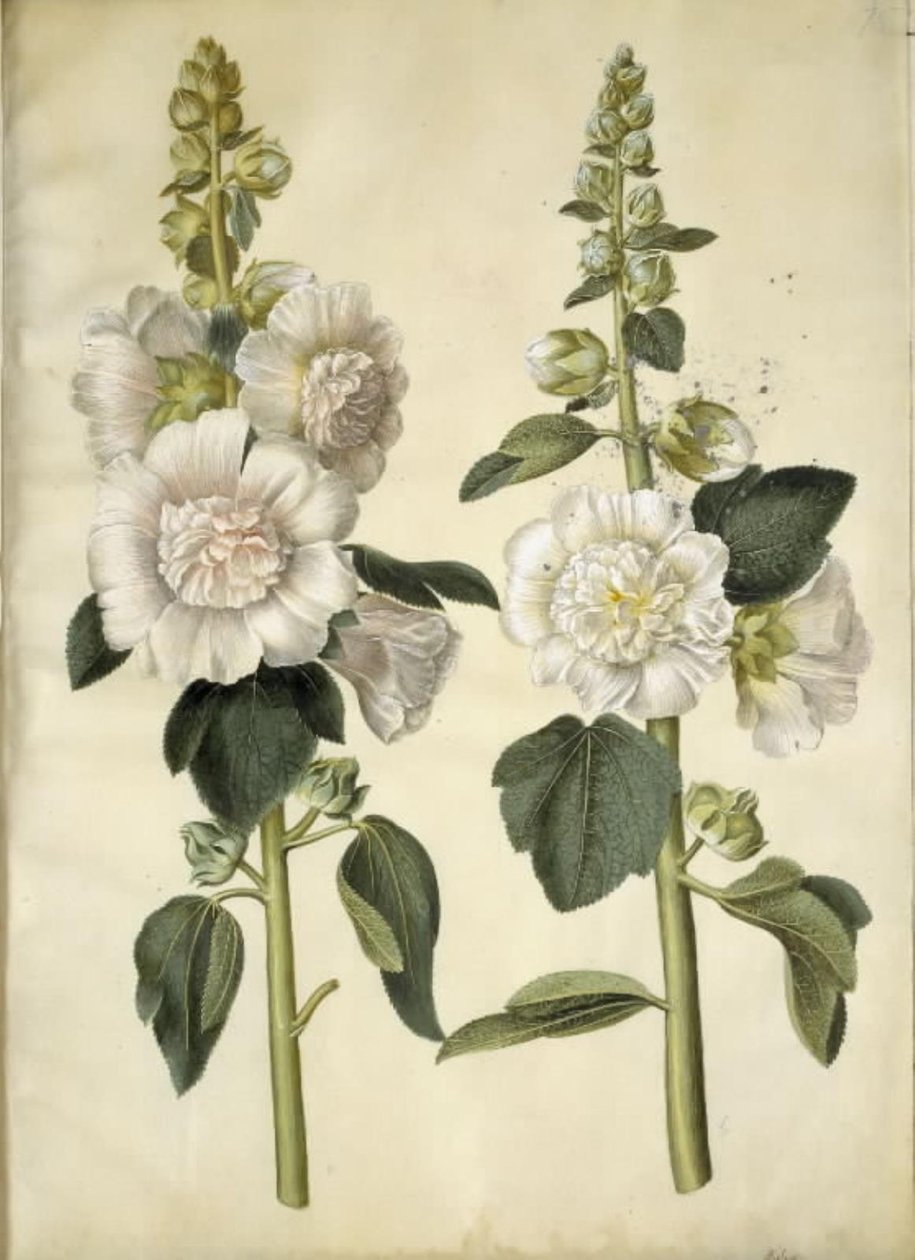 Alcea rosea (have-stokrose) tekijältä Hans Simon Holtzbecker