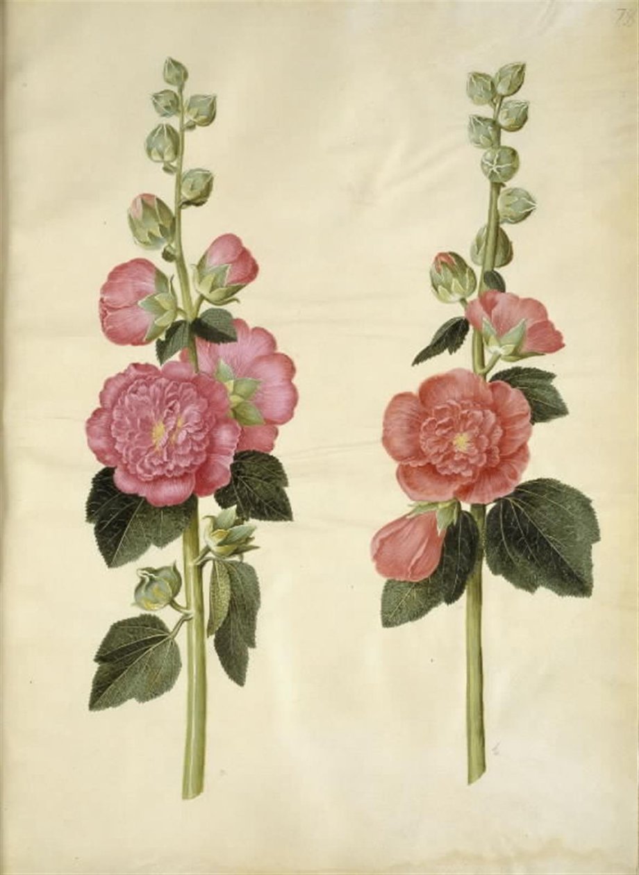 Alcea rosea (have-stokrose) tekijältä Hans Simon Holtzbecker