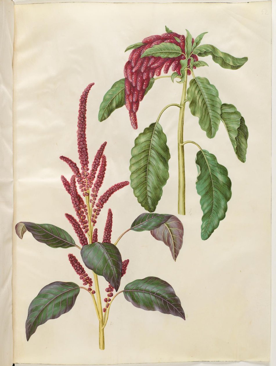 Bloody Amaranthus (punainen amarantti); Amaranthus caudate (revehale-amarant) tekijältä Hans Simon Holtzbecker