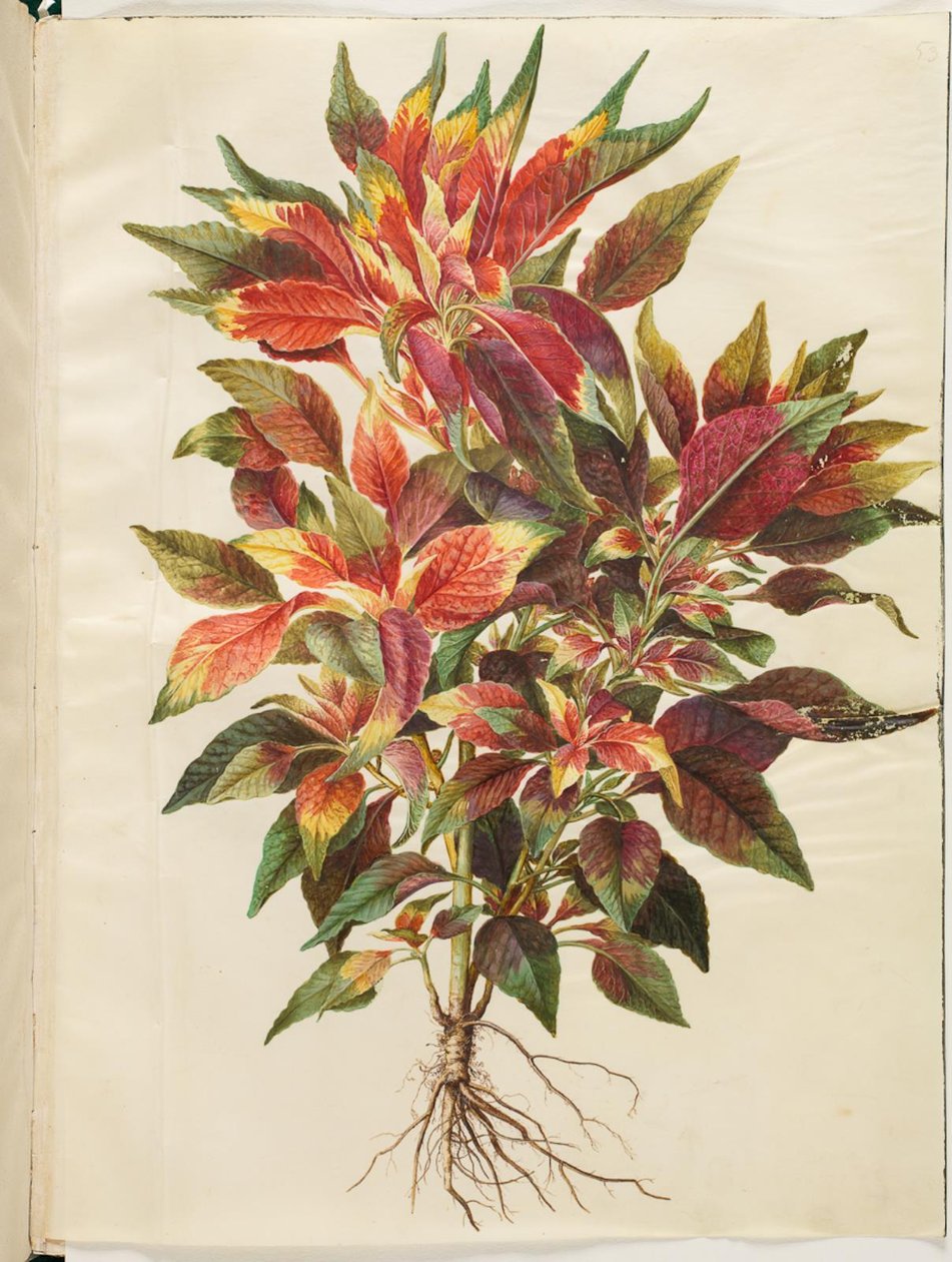 Amaranthus tricolor (papaukaija amarantti) tekijältä Hans Simon Holtzbecker