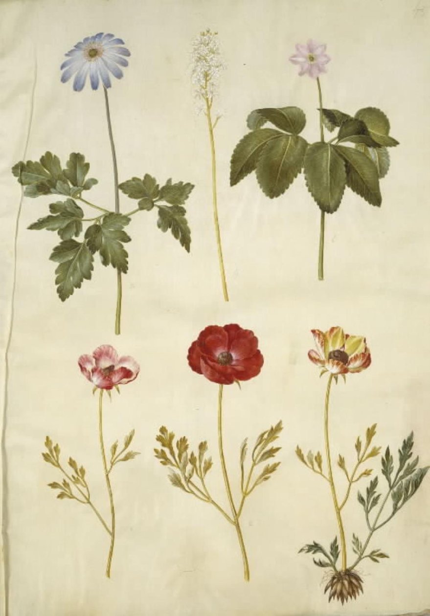 Anemone apennina (Apenniinien anemone); Tiarella cordifolia (tavallinen vaahtokukka); Anemone trifolia (kolminkertainen anemone); Ranunculus asiaticus (puutarhaleinikuppi) tekijältä Hans Simon Holtzbecker