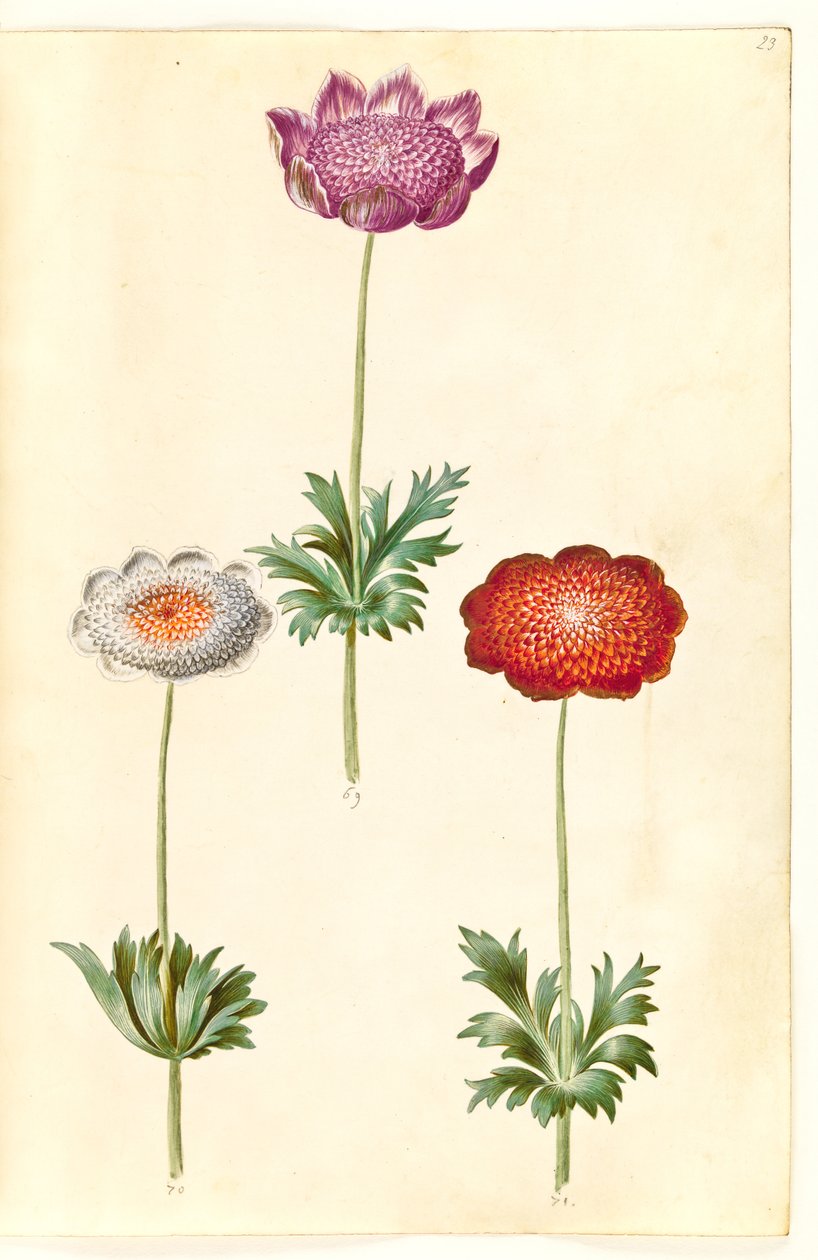 Anemone coronaria (fransk anemone) tekijältä Hans Simon Holtzbecker