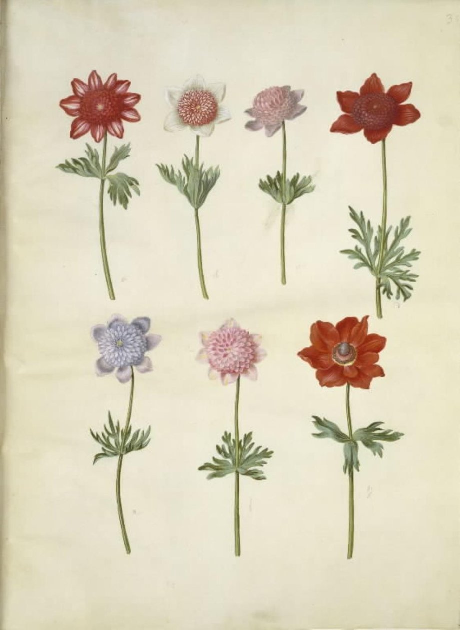 Anemone coronaria (fransk anemone) tekijältä Hans Simon Holtzbecker