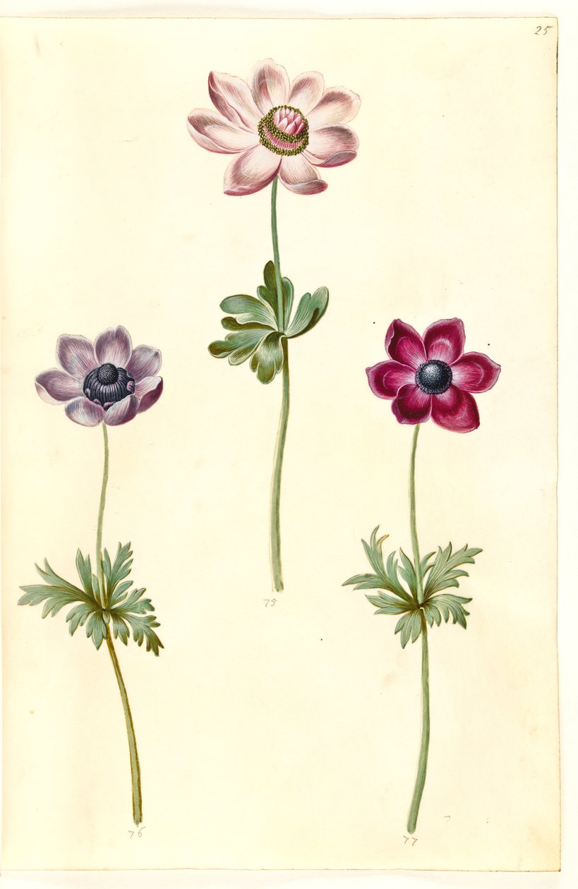 Anemone coronaria (fransk anemone) tekijältä Hans Simon Holtzbecker