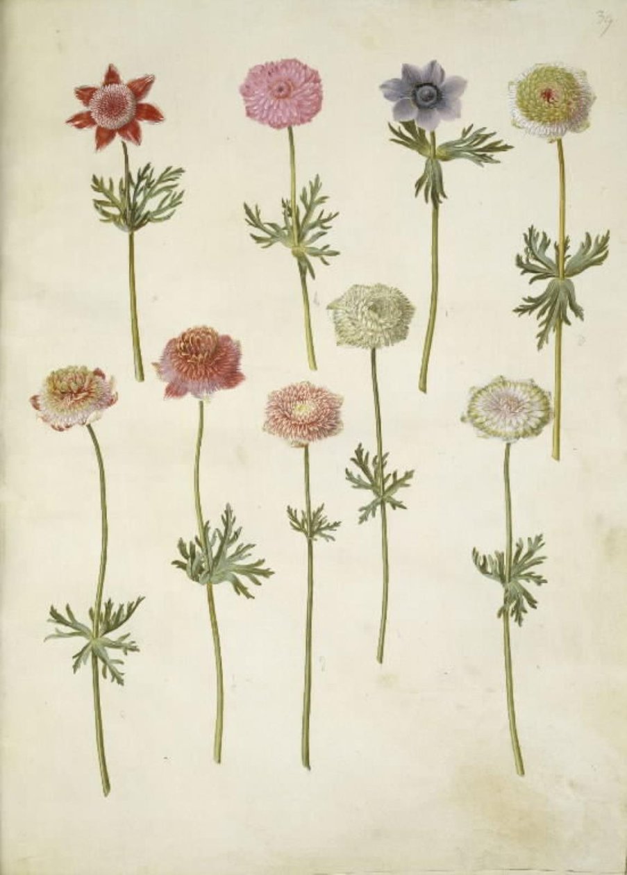 Anemone coronaria (fransk anemone) tekijältä Hans Simon Holtzbecker