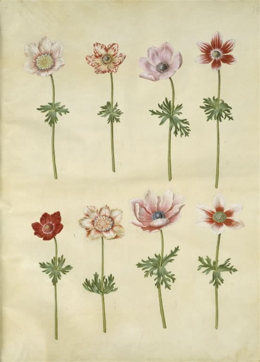 Anemone coronaria (fransk anemone) tekijältä Hans Simon Holtzbecker