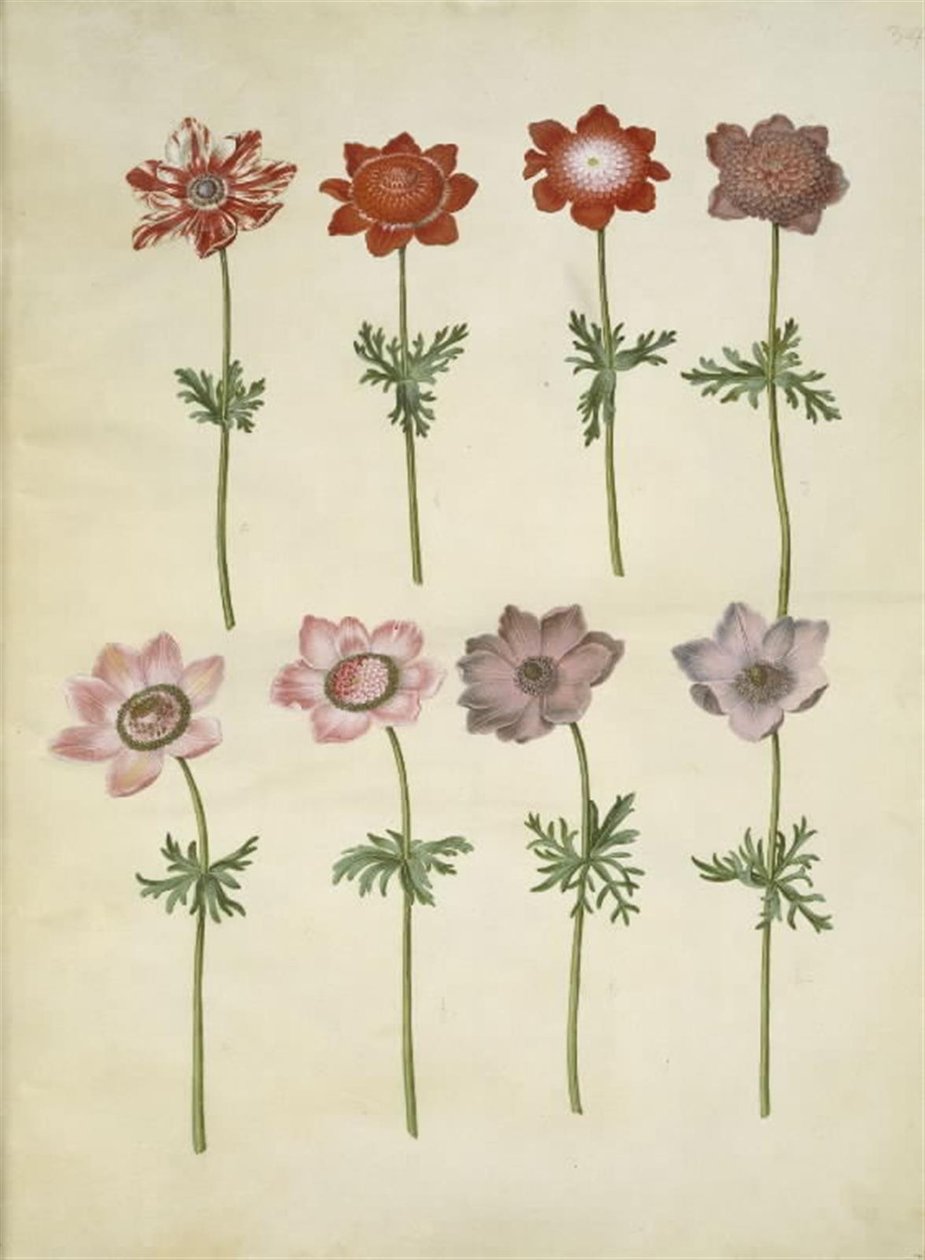 Anemone coronaria (fransk anemone) tekijältä Hans Simon Holtzbecker