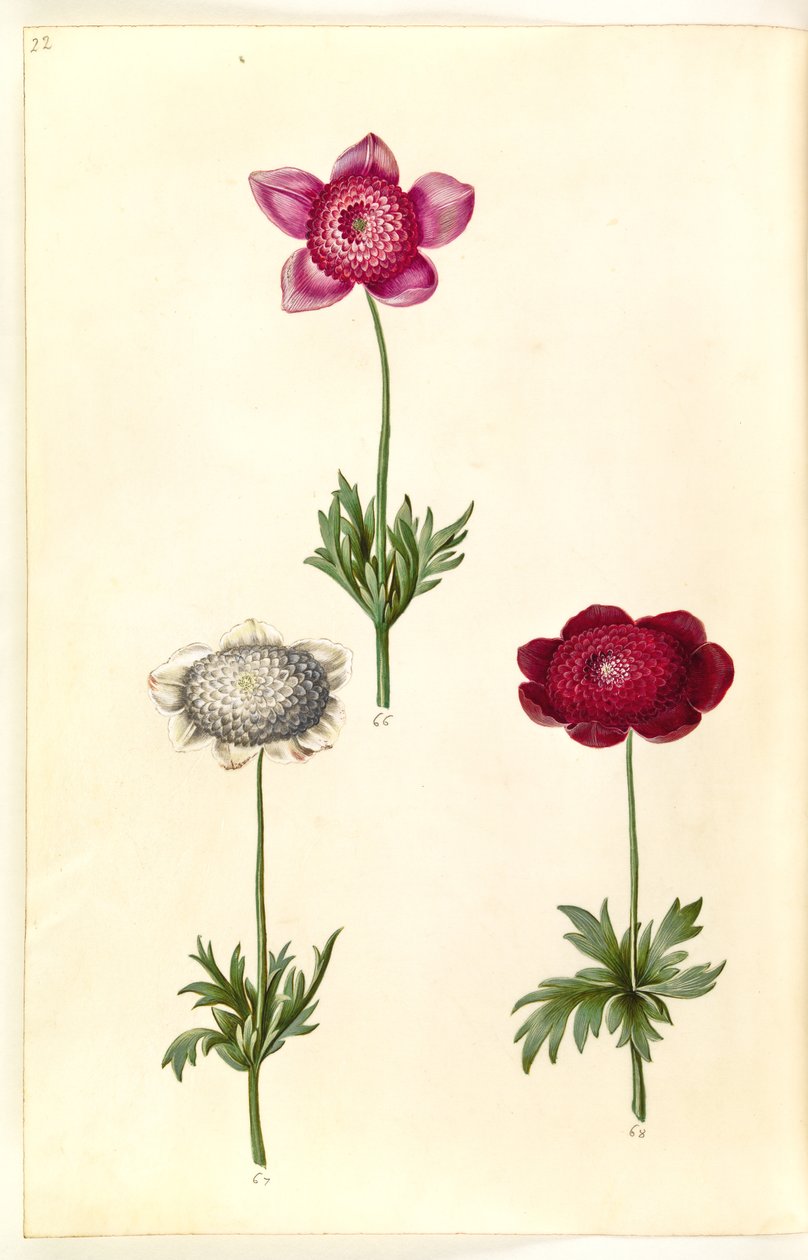 Anemone coronaria (fransk anemone) tekijältä Hans Simon Holtzbecker