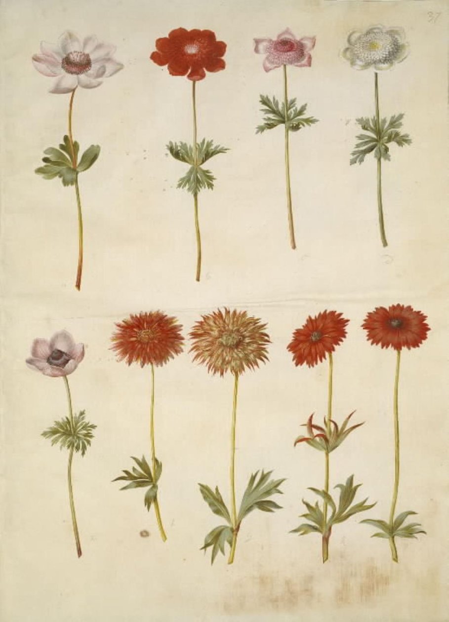 Anemone coronaria (ranskalainen anemone); Anemone ×fulgens (kiiltävä anemone) tekijältä Hans Simon Holtzbecker