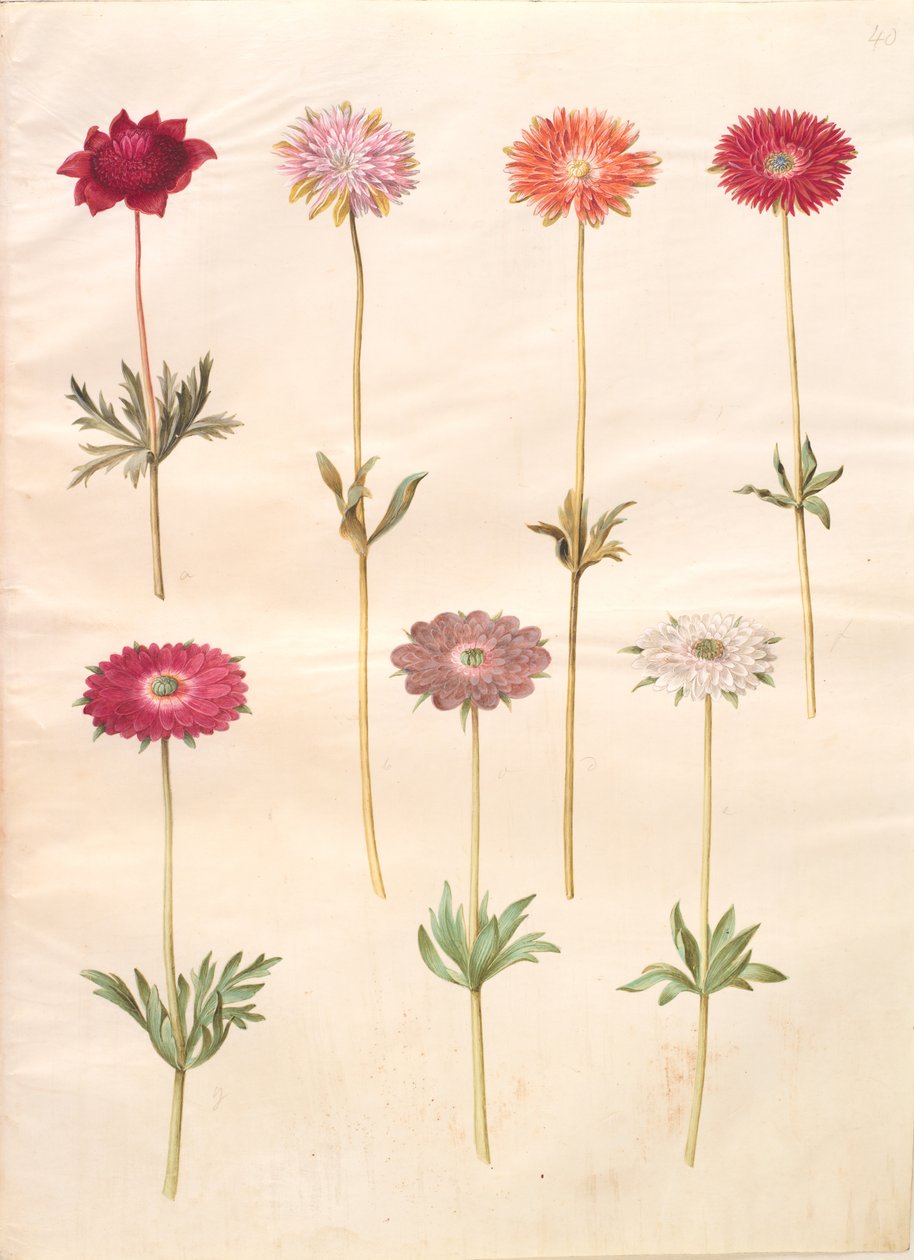 Anemone coronaria (ranskalainen anemone); Anemone ×fulgens (kiiltävä anemone) tekijältä Hans Simon Holtzbecker