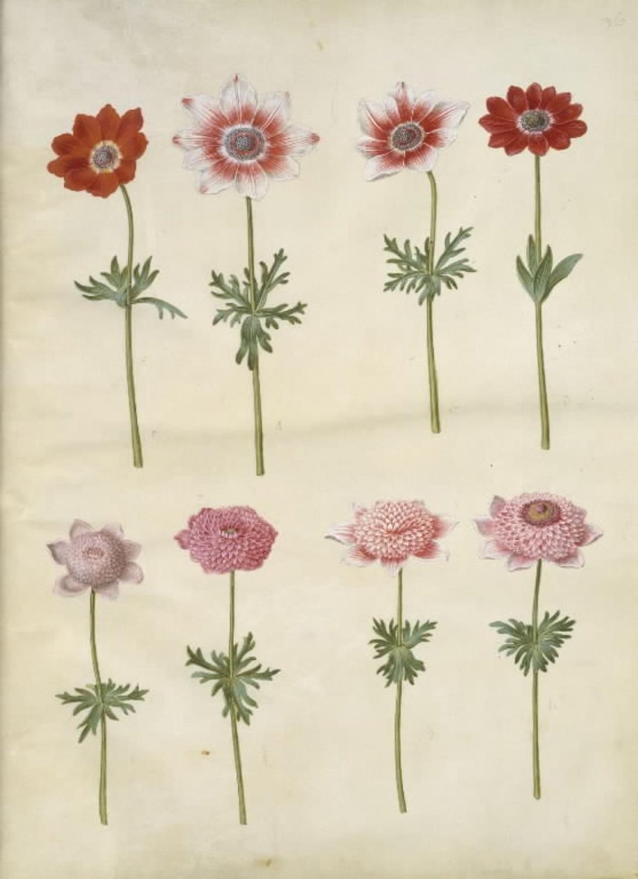 Anemone coronaria L. (ranskalainen anemone); Anemone pavonina (riininkukkovuokko) tekijältä Hans Simon Holtzbecker