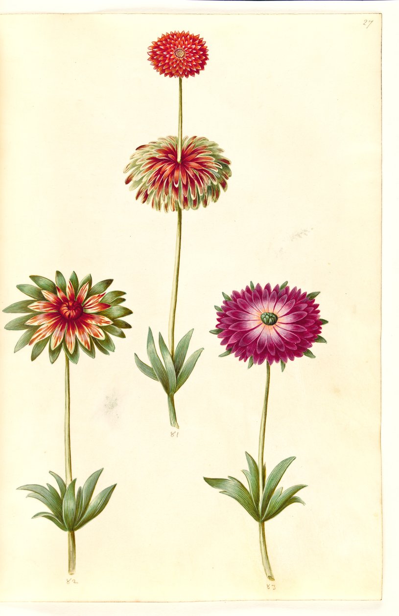 Anemone ×fulgens (kiiltävä anemone) tekijältä Hans Simon Holtzbecker