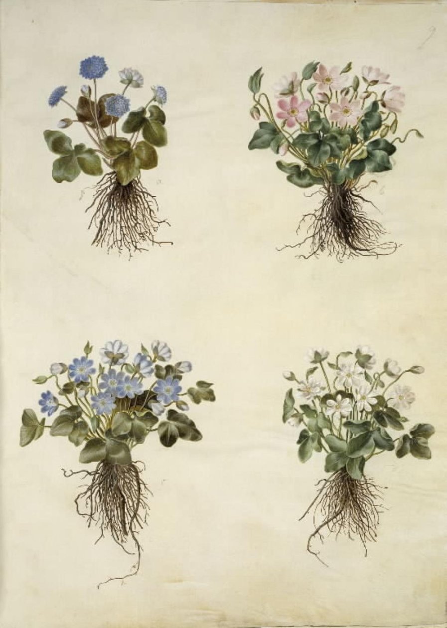 Anemone hepatica (sininen vuokko) tekijältä Hans Simon Holtzbecker