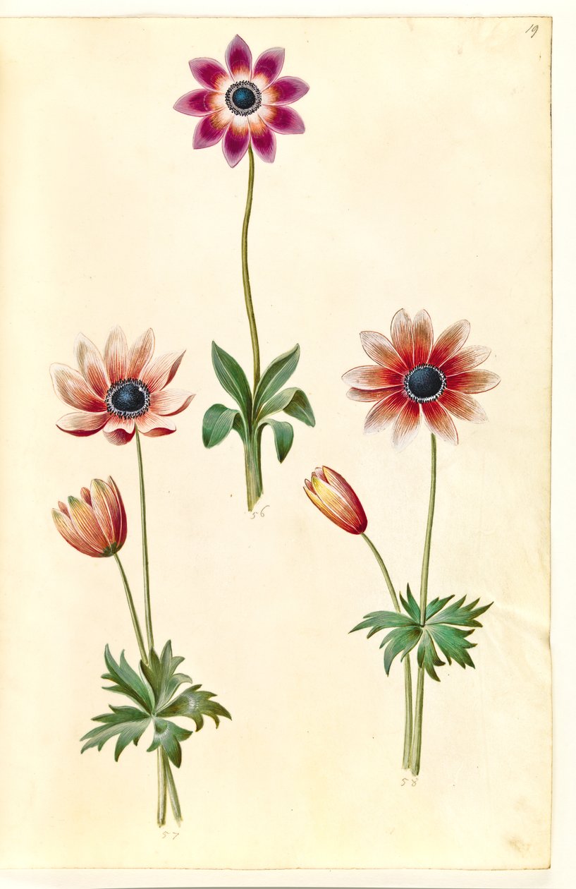 Anemone pavonina (riininkukkovuokko) tekijältä Hans Simon Holtzbecker