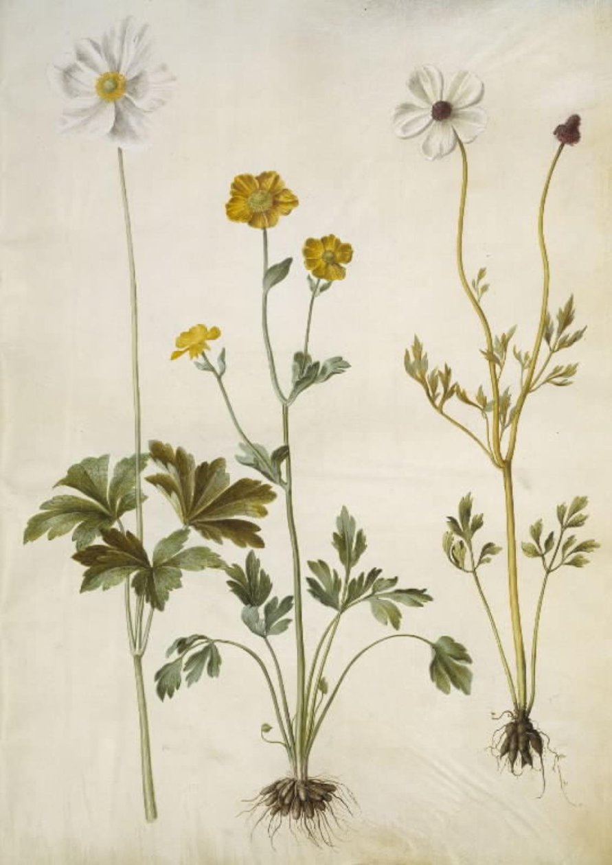 Anemone sylvestris (kesävuokko); Ranunculus monspeliacus (silkkileinikuppi); Ranunculus asiaticus (puutarhaleinikuppi) tekijältä Hans Simon Holtzbecker