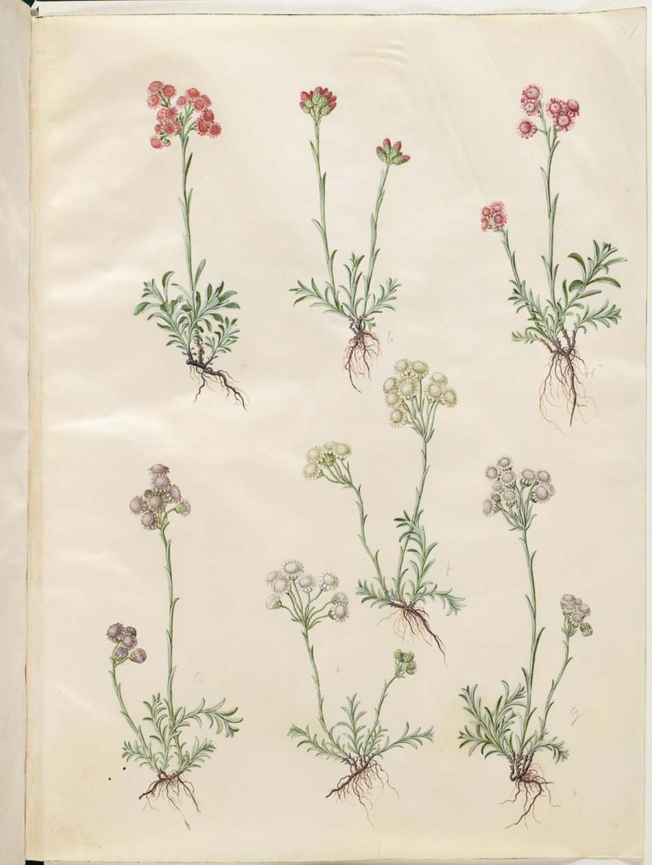 Antennaria dioica (tavallinen kissanjalka) tekijältä Hans Simon Holtzbecker