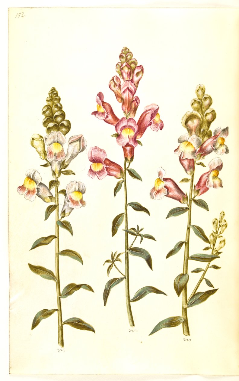 Antirrhinus majus (have-løvemund) tekijältä Hans Simon Holtzbecker
