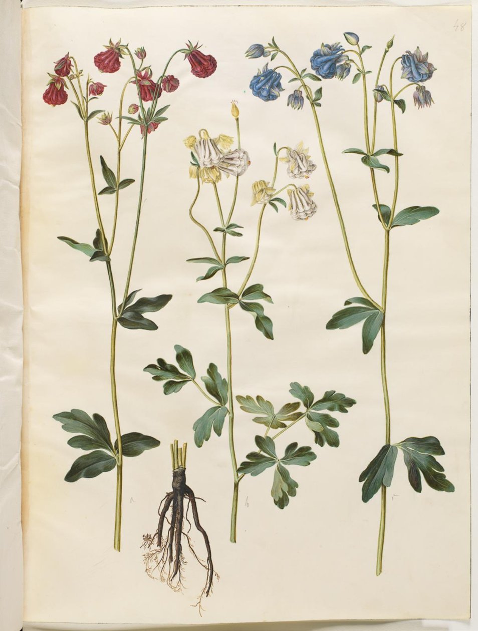 Aquilegia vulgaris (kolumbiini) tekijältä Hans Simon Holtzbecker