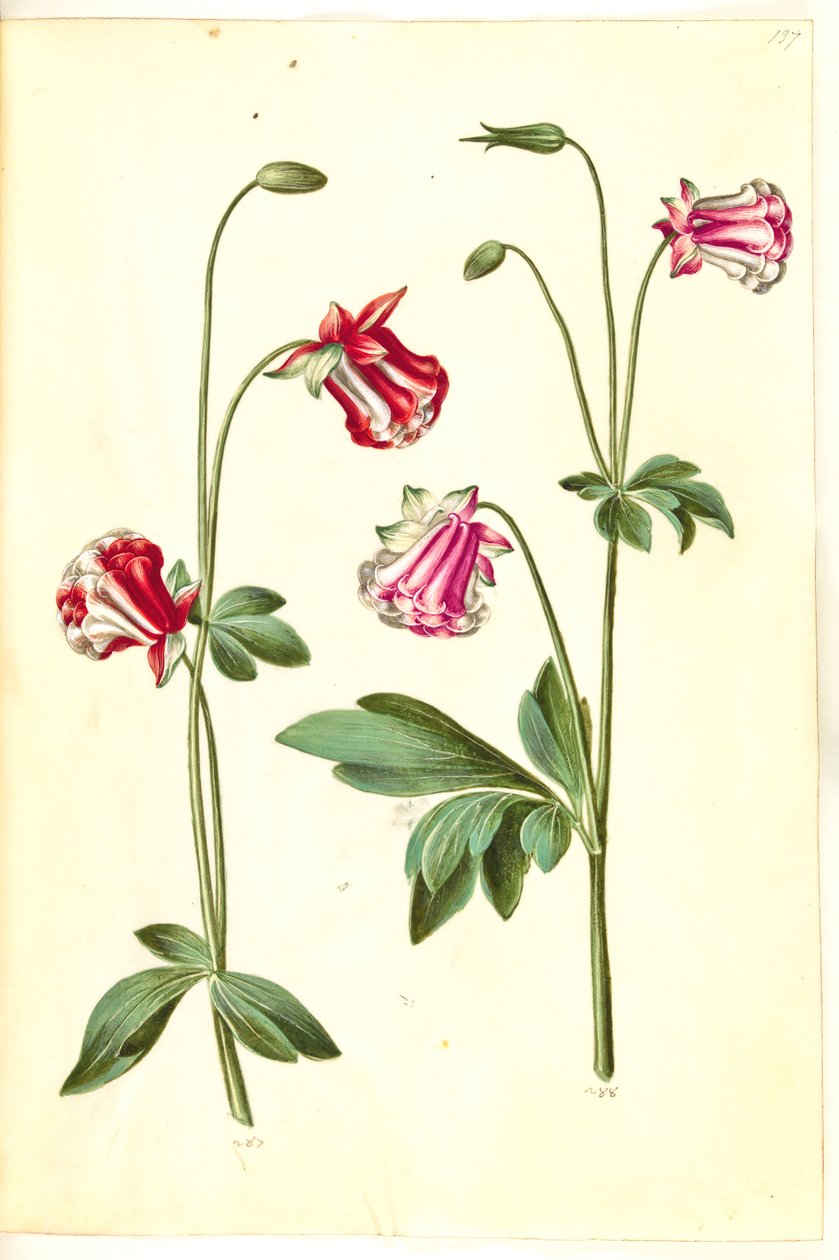 Aquilegia vulgaris (kolumbiini) tekijältä Hans Simon Holtzbecker