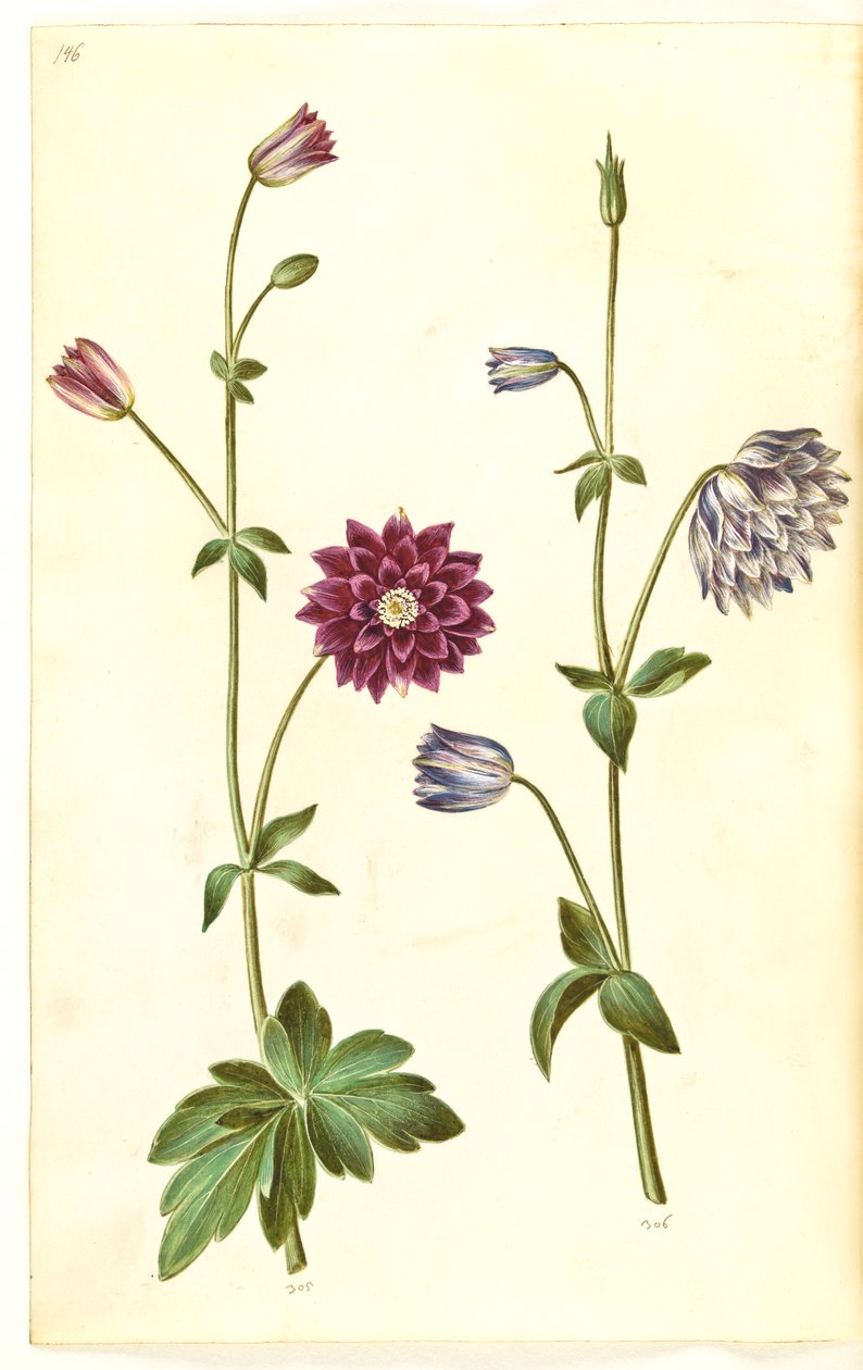 Aquilegia vulgaris (kolumbiini) tekijältä Hans Simon Holtzbecker
