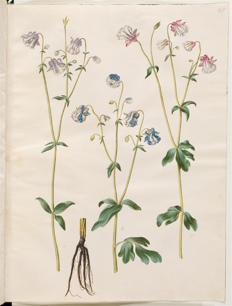 Aquilegia vulgaris (kolumbiini) tekijältä Hans Simon Holtzbecker