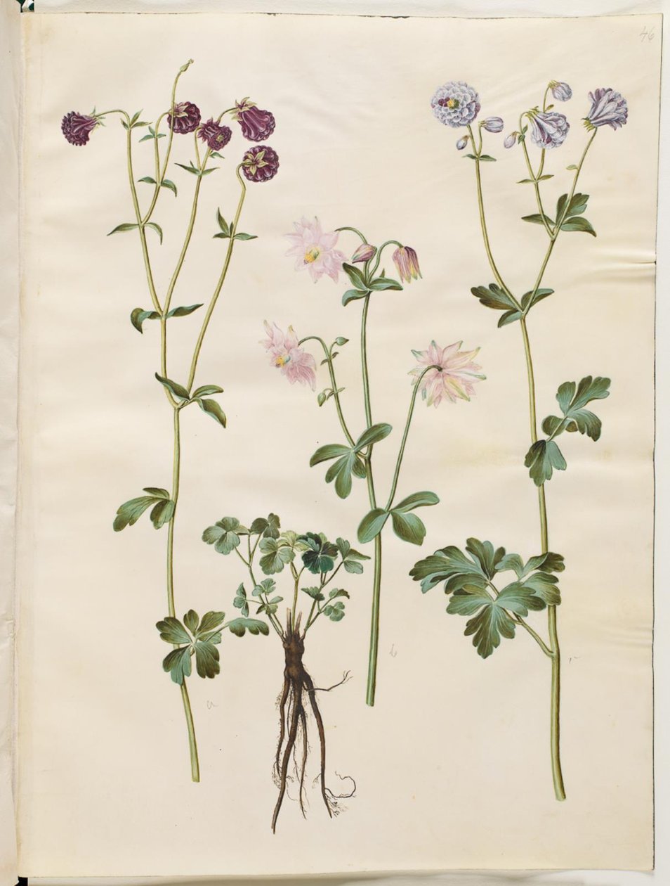 Aquilegia vulgaris (kolumbiini) tekijältä Hans Simon Holtzbecker