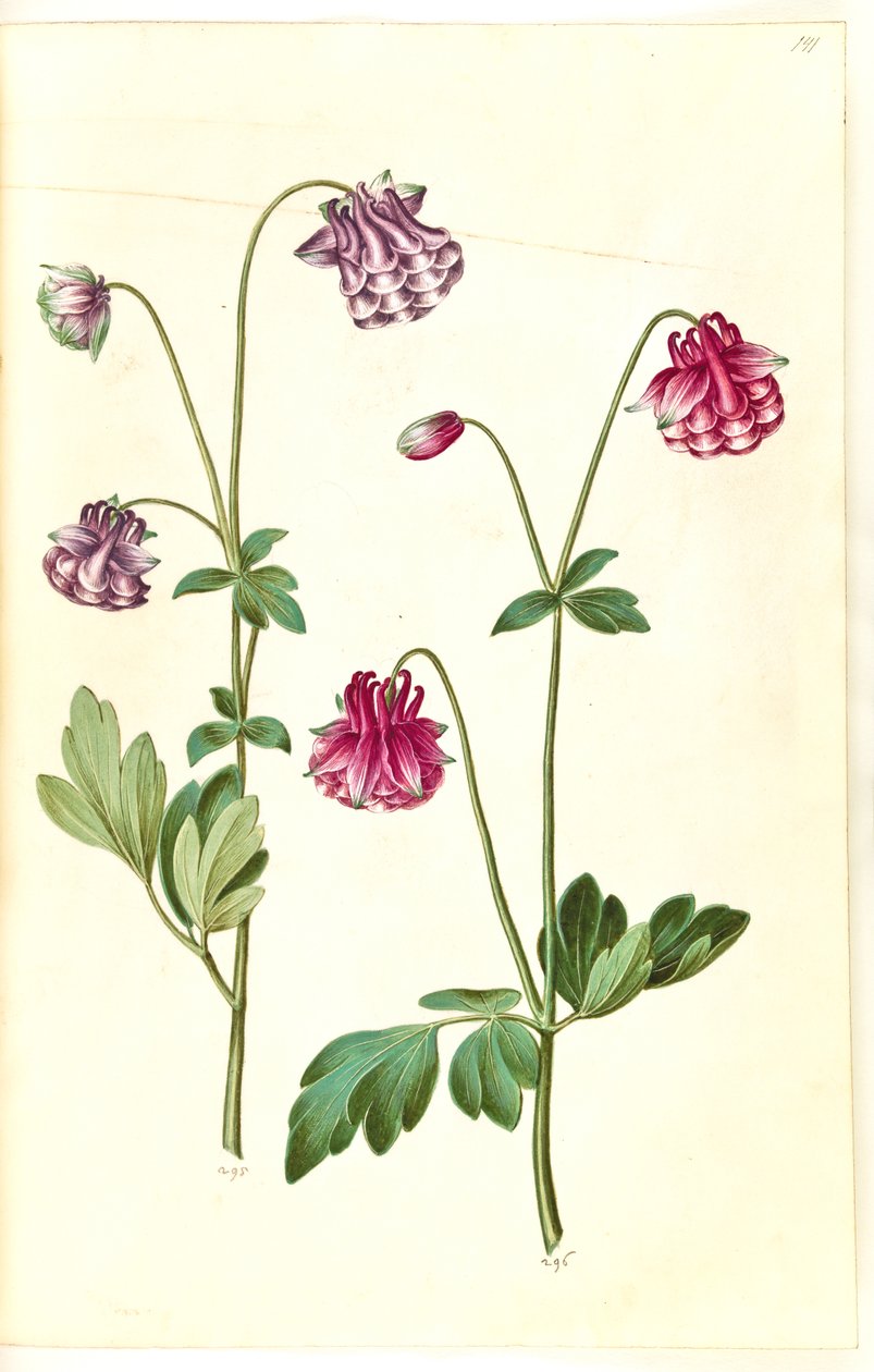 Aquilegia vulgaris (kolumbiini) tekijältä Hans Simon Holtzbecker
