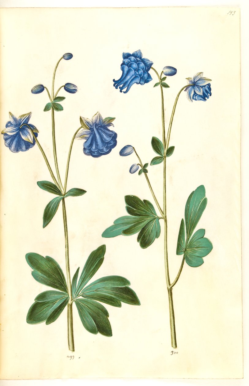 Aquilegia vulgaris (kolumbiini) tekijältä Hans Simon Holtzbecker