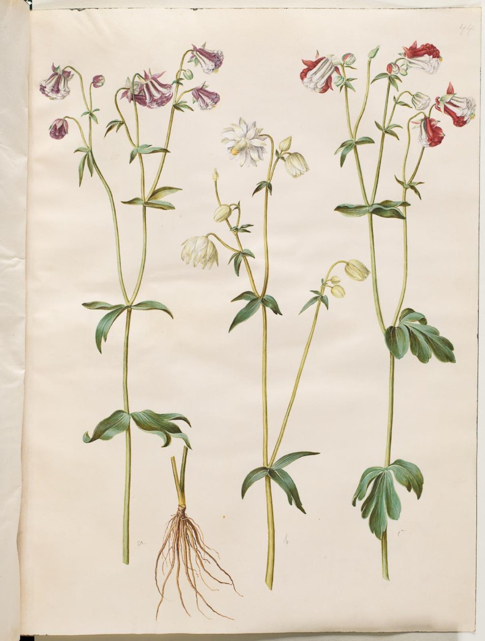 Aquilegia vulgaris (kolumbiini) tekijältä Hans Simon Holtzbecker