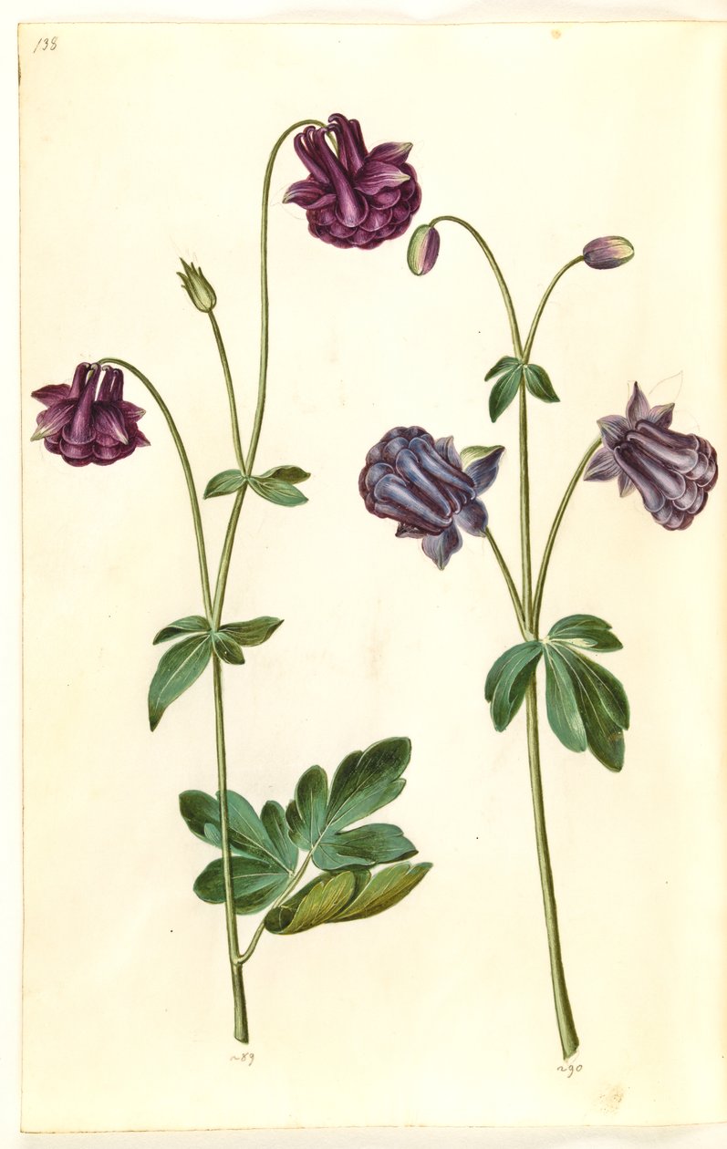 Aquilegia vulgaris (kolumbiini) tekijältä Hans Simon Holtzbecker