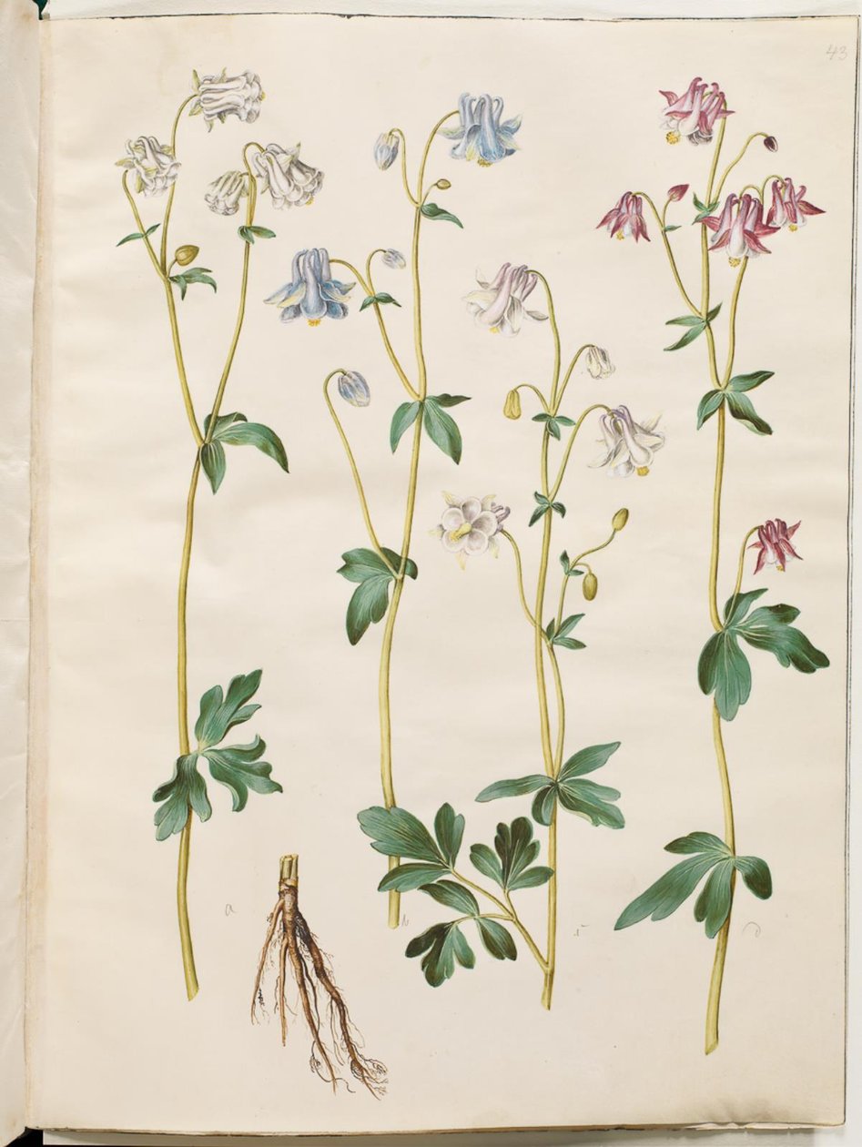 Aquilegia vulgaris (kolumbiini) tekijältä Hans Simon Holtzbecker