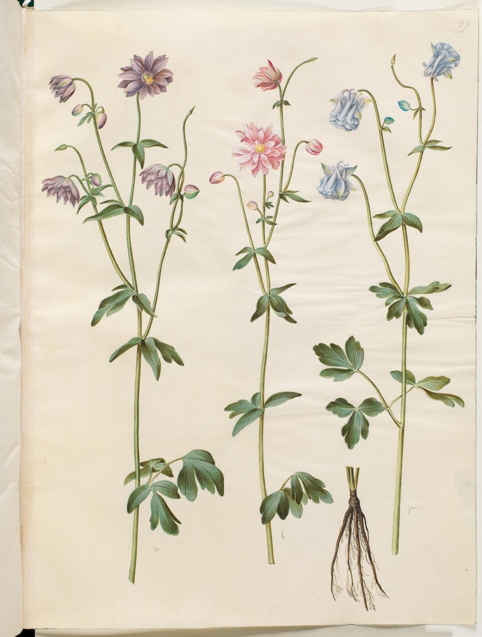 Aquilegia vulgaris (kolumbiini) tekijältä Hans Simon Holtzbecker