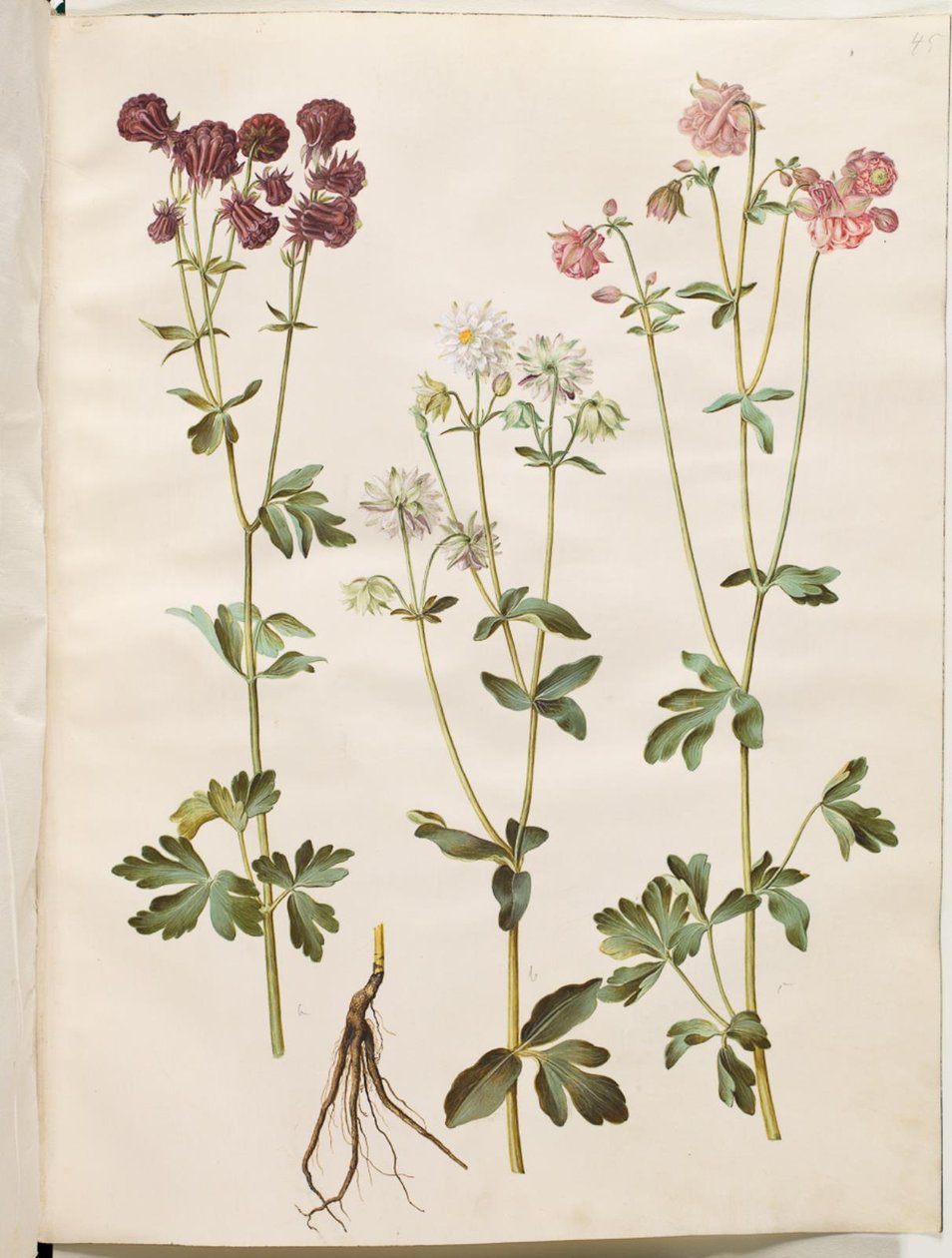 Aquilegia vulgaris (kolumbiini) tekijältä Hans Simon Holtzbecker