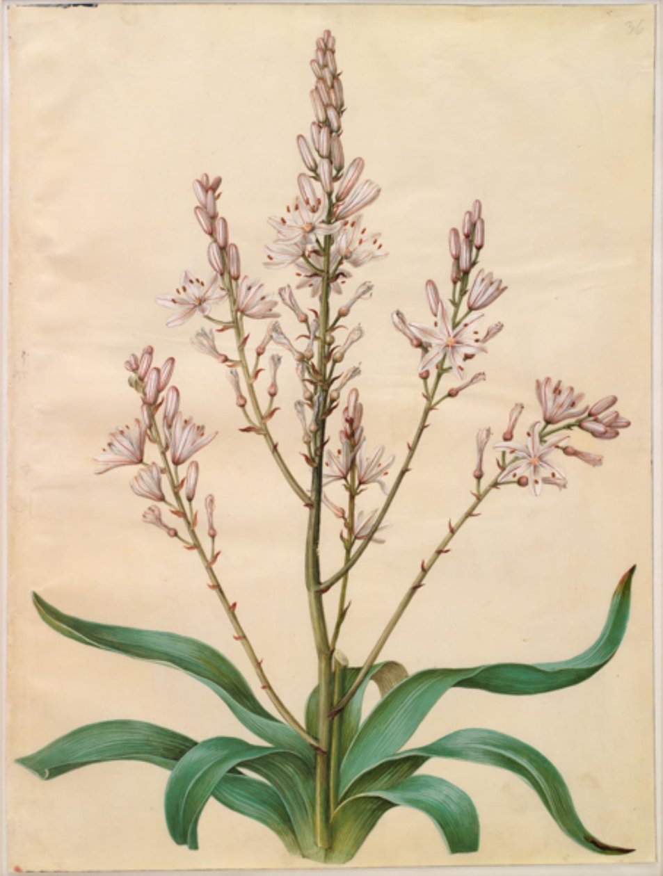 Asphodel ramosus (vihreä narsissi) tekijältä Hans Simon Holtzbecker