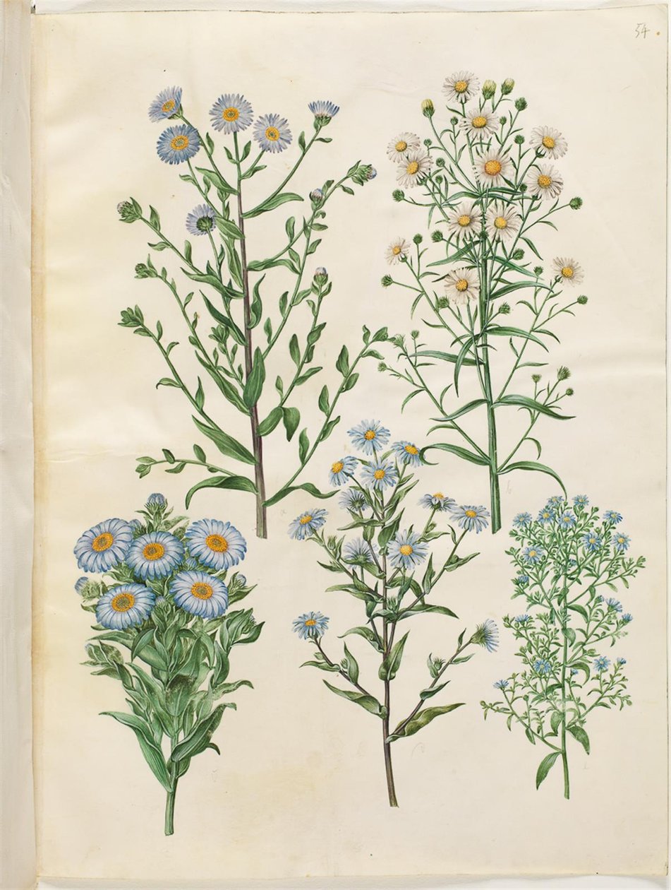 Aster amellus (neitsyt-asterit); Symphyotrichum novi-Belgii (nybelgisk asters); New-England Symphyotrichum (nyengelsk-asterit); Symphyotrichum dumosum (pude-asterit); Symphyotrichum ericoides (lyng-asterit) tekijältä Hans Simon Holtzbecker